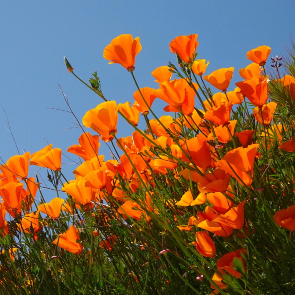 CA Poppy