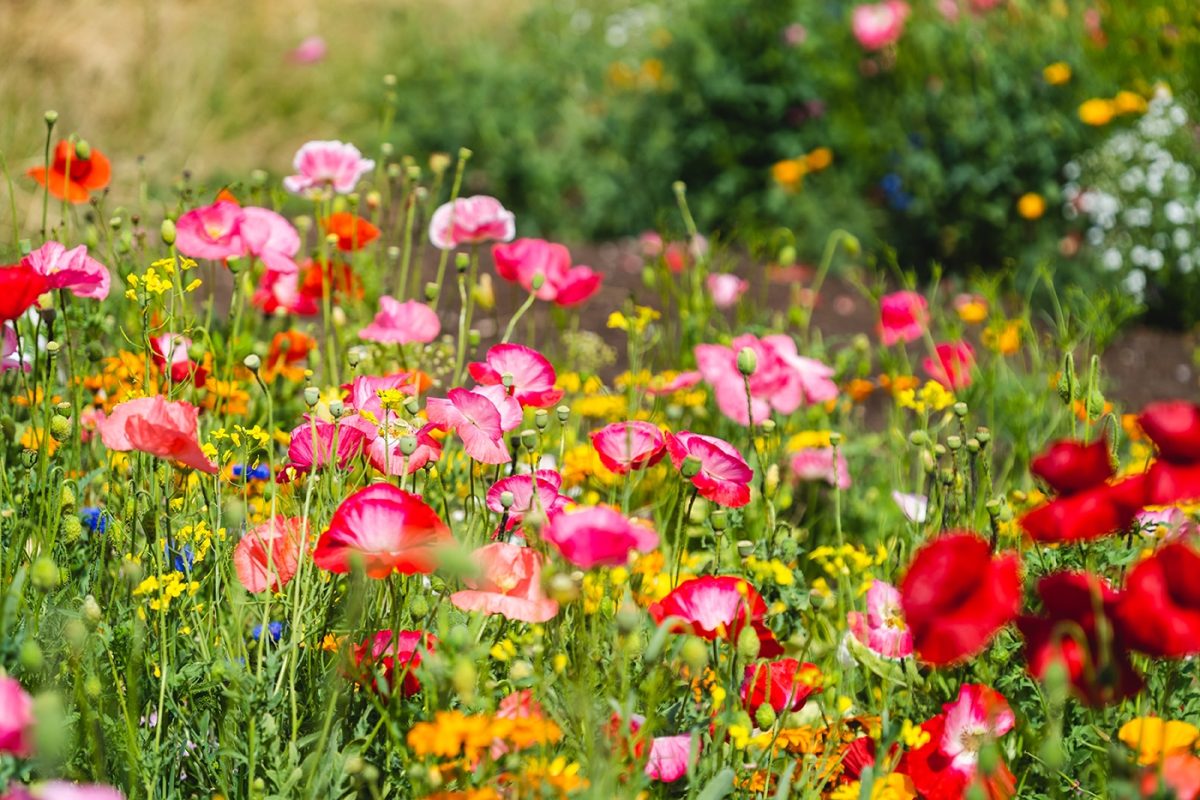 A How-To Guide: Bay Area Wildflowers