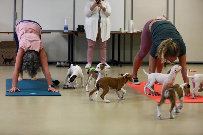 Puppy Yoga: A Pawsitively Relaxing Experience