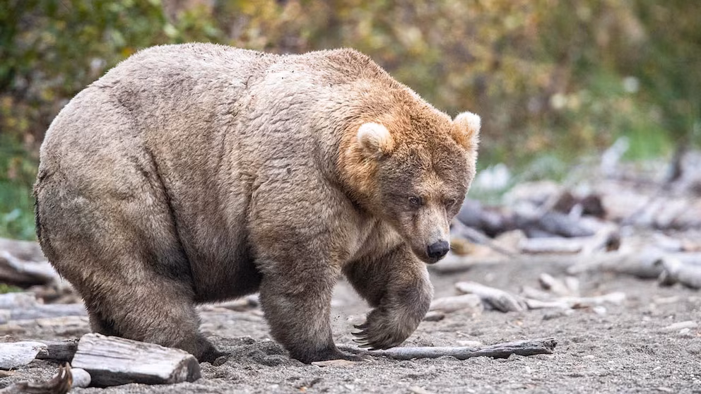 Fat Bear Week